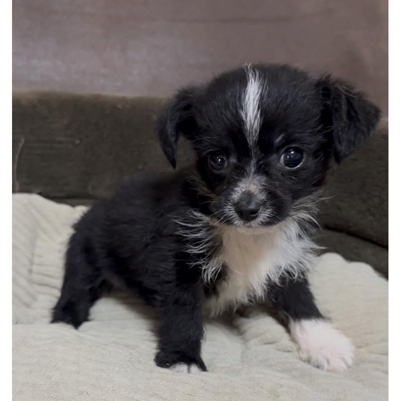 販売中の沖縄県のミックス犬-441386の10枚目