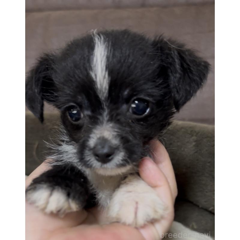 販売中の沖縄県のミックス犬-441386の9枚目