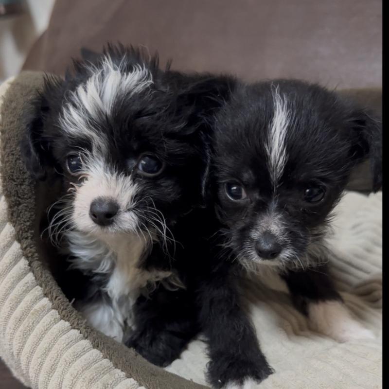 販売中の沖縄県のミックス犬-441386の8枚目