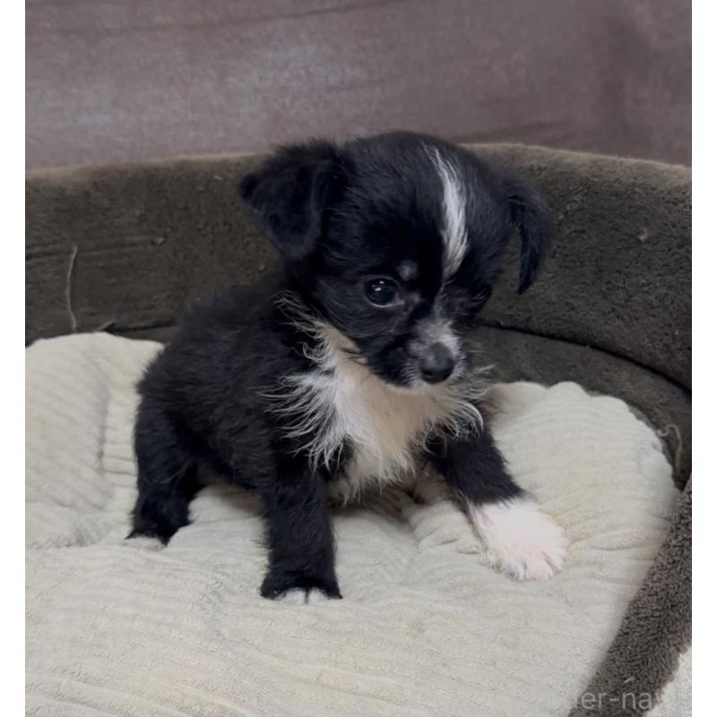 販売中の沖縄県のミックス犬-441386の7枚目