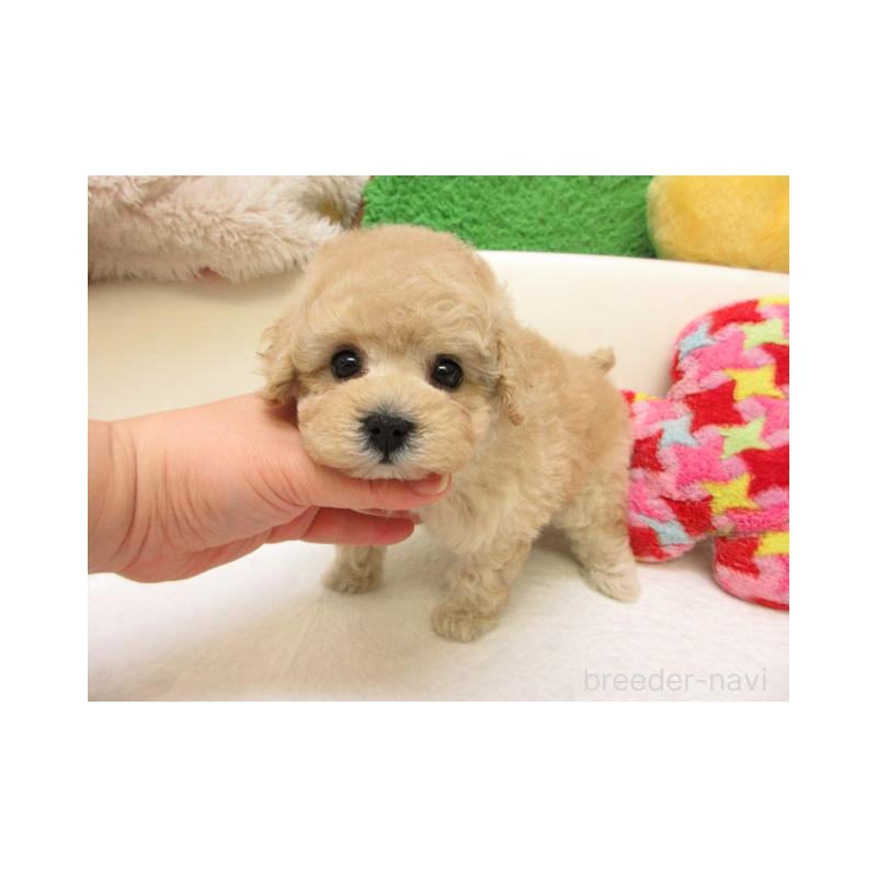 販売中の大阪府のトイプードル-441683の2枚目