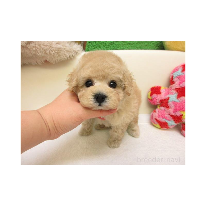 販売中の大阪府のトイプードル-441683の1枚目