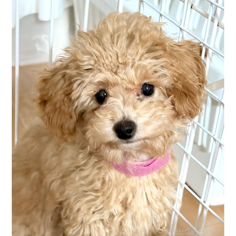 販売中の神奈川県のタイニープードル-441684