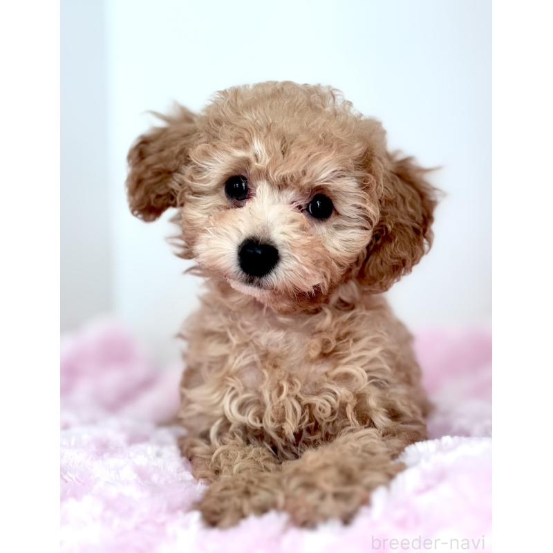 販売中の神奈川県のタイニープードル-441684の8枚目