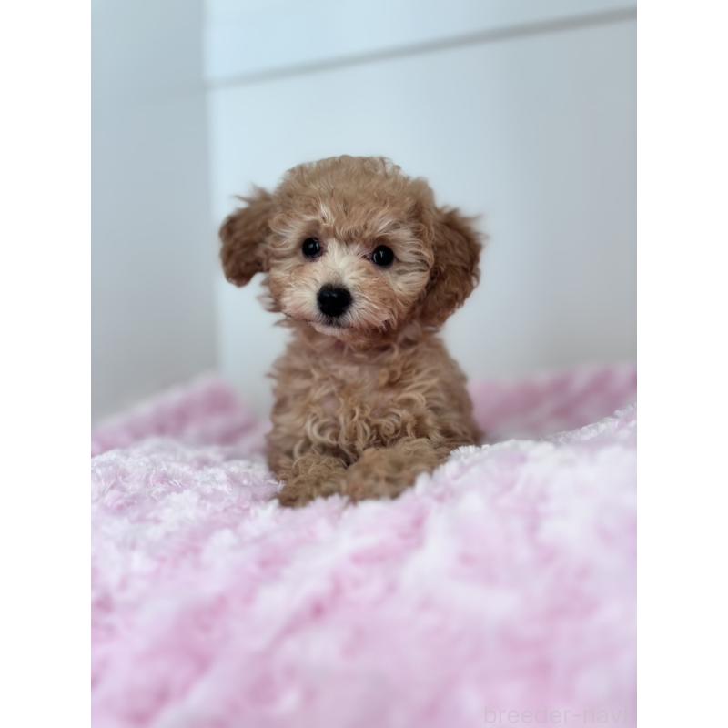 販売中の神奈川県のタイニープードル-441684の7枚目