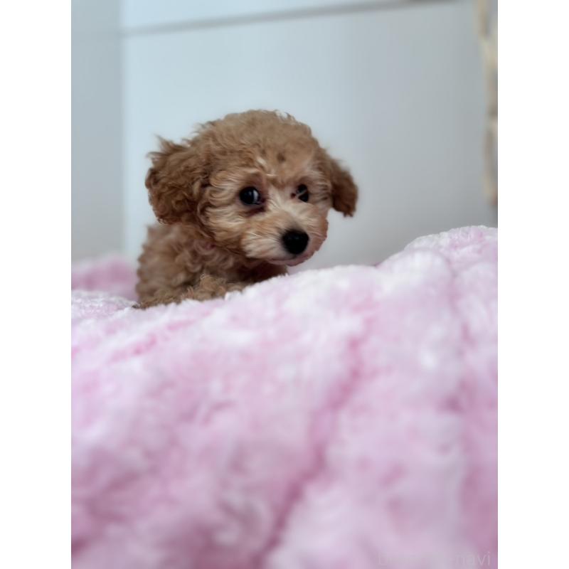 販売中の神奈川県のタイニープードル-441684の6枚目