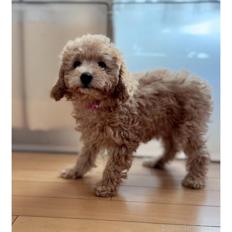 販売中の神奈川県のタイニープードル-441684の5枚目