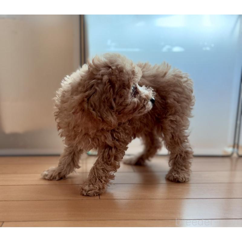 販売中の神奈川県のタイニープードル-441684の4枚目