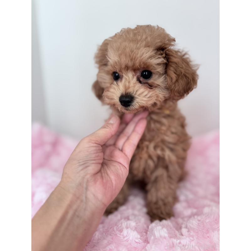 販売中の神奈川県のタイニープードル-441684の3枚目