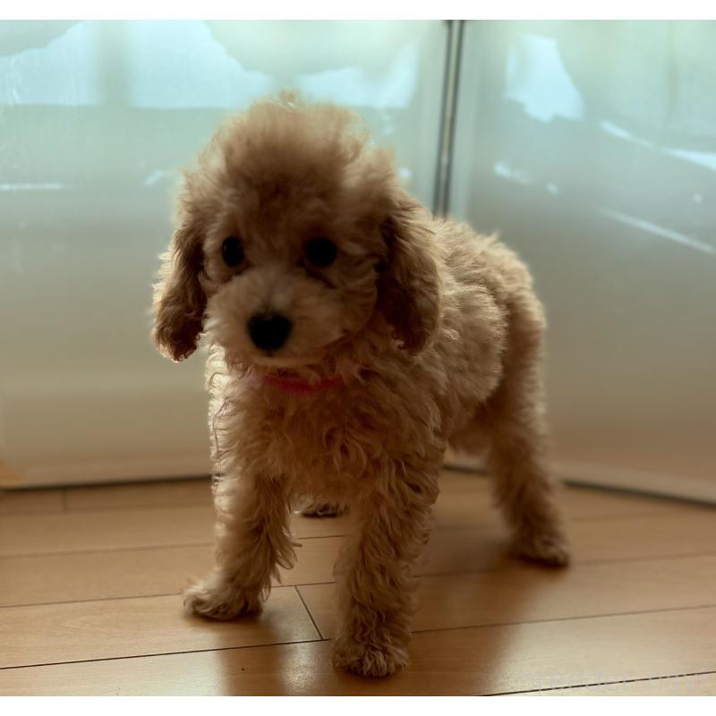 販売中の神奈川県のタイニープードル-441684の2枚目