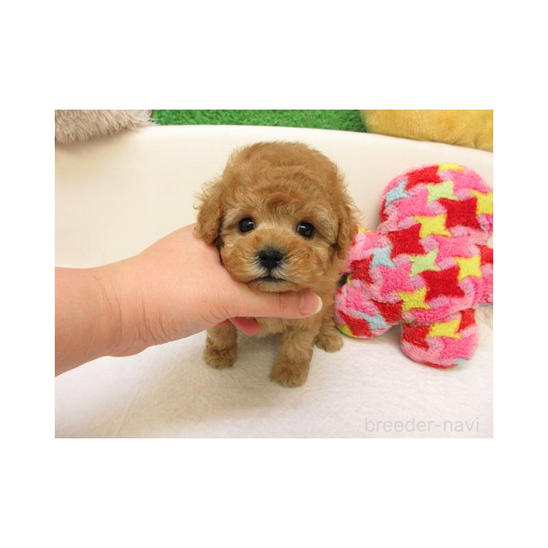 販売中の大阪府のトイプードル-441685の2枚目