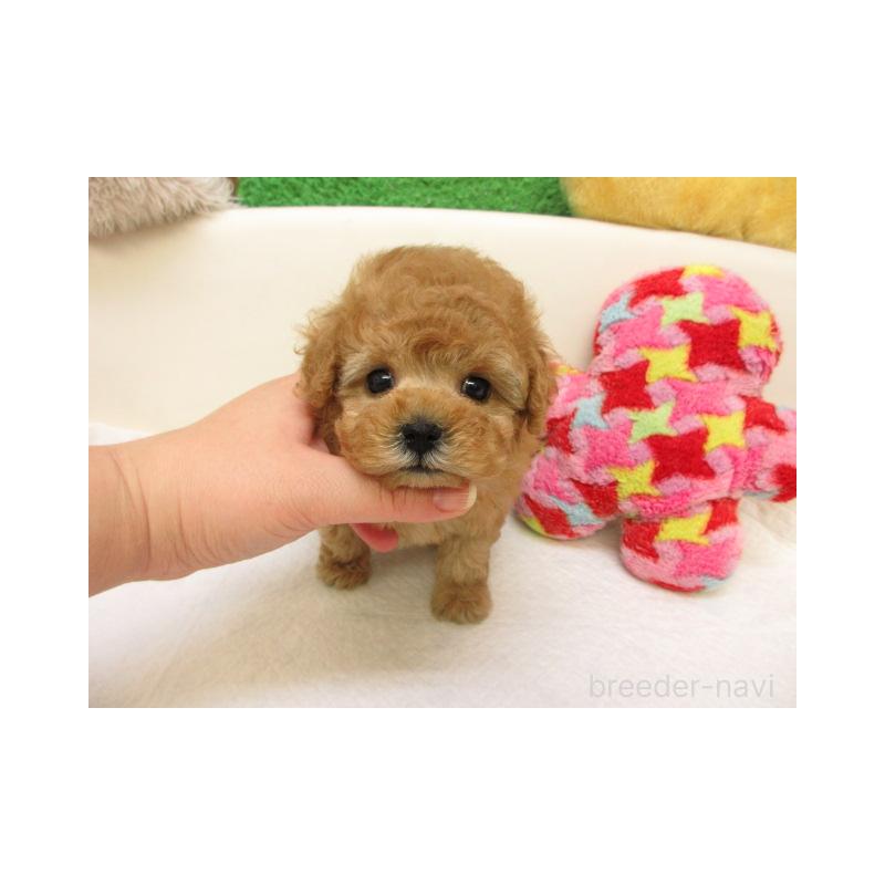 販売中の大阪府のトイプードル-441685の1枚目