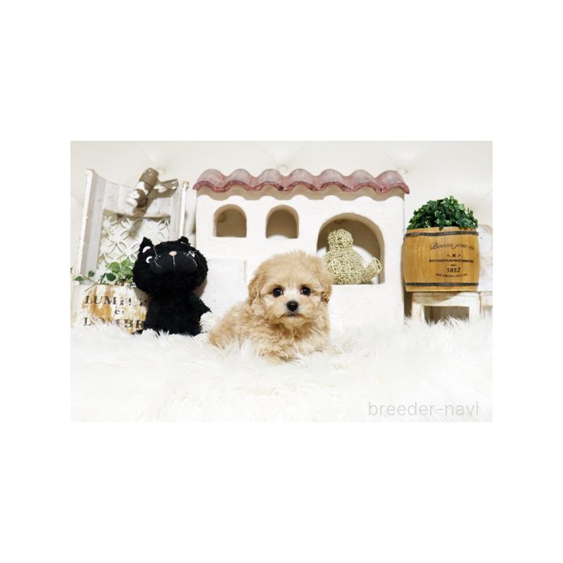 成約済の佐賀県のトイプードル-441686の3枚目