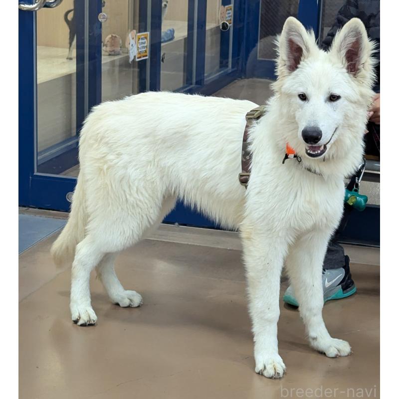 販売中の滋賀県のホワイトシェパード-441690の1枚目