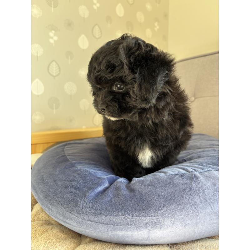 販売中の福岡県のミックス犬-441689の6枚目