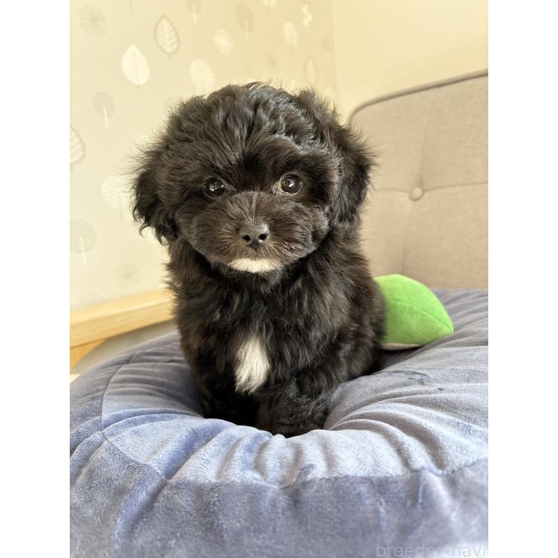 販売中の福岡県のミックス犬-441689の5枚目