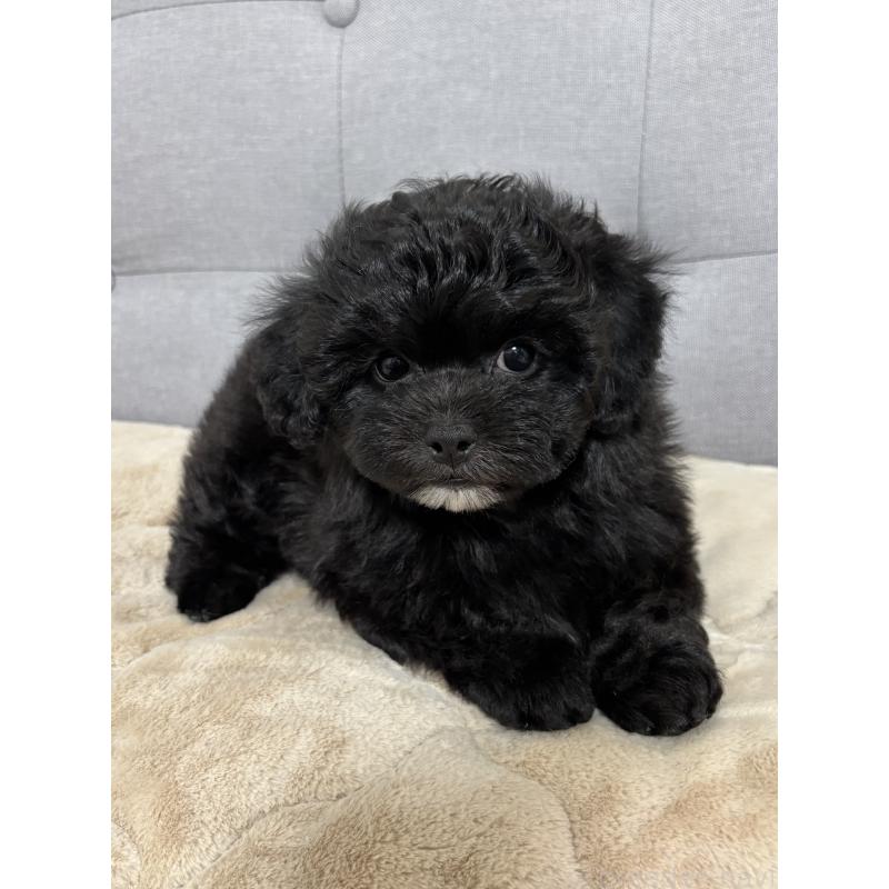 販売中の福岡県のミックス犬-441689の4枚目