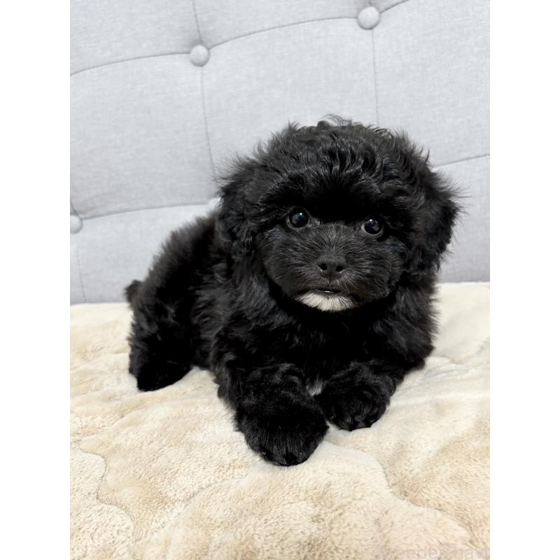 販売中の福岡県のミックス犬-441689の3枚目