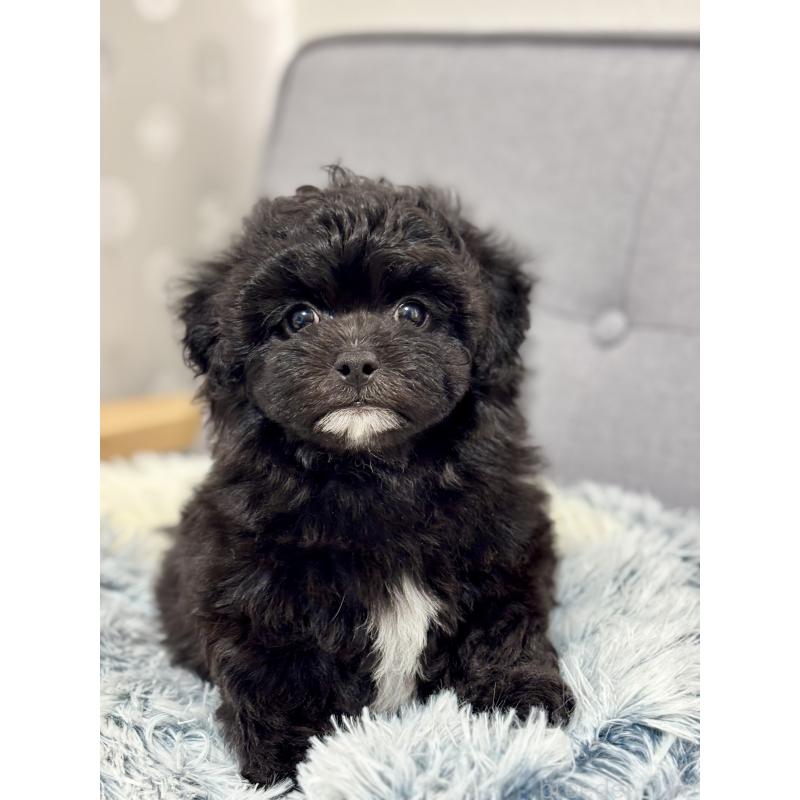 販売中の福岡県のミックス犬-441689の2枚目