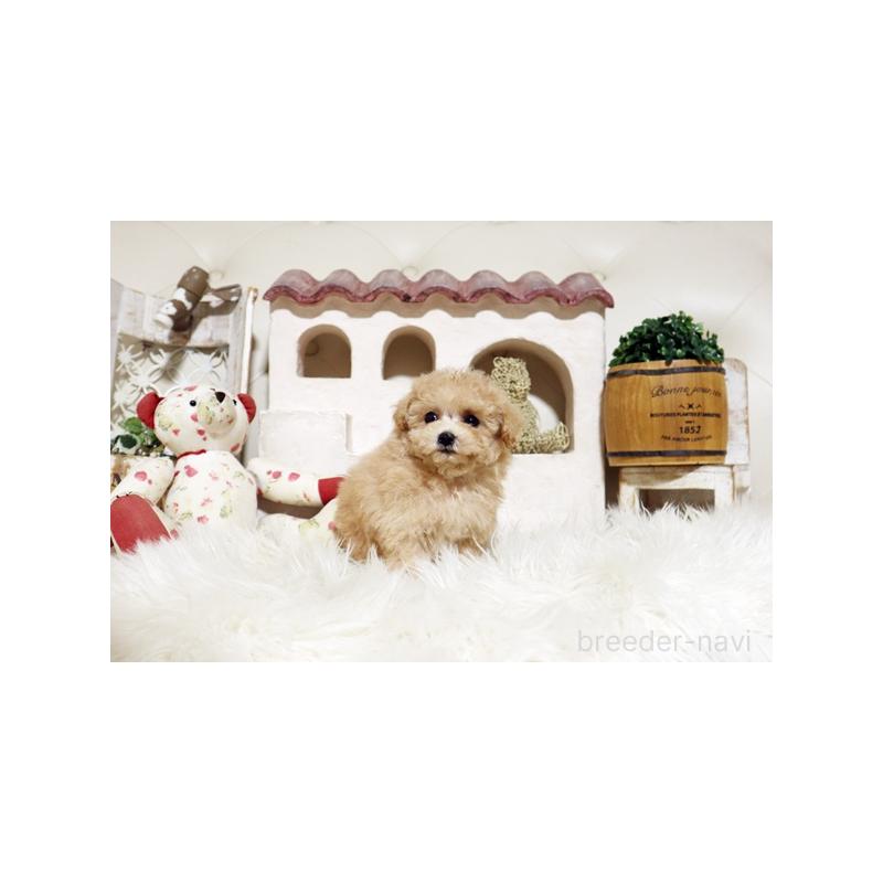 成約済の佐賀県のトイプードル-441687の5枚目