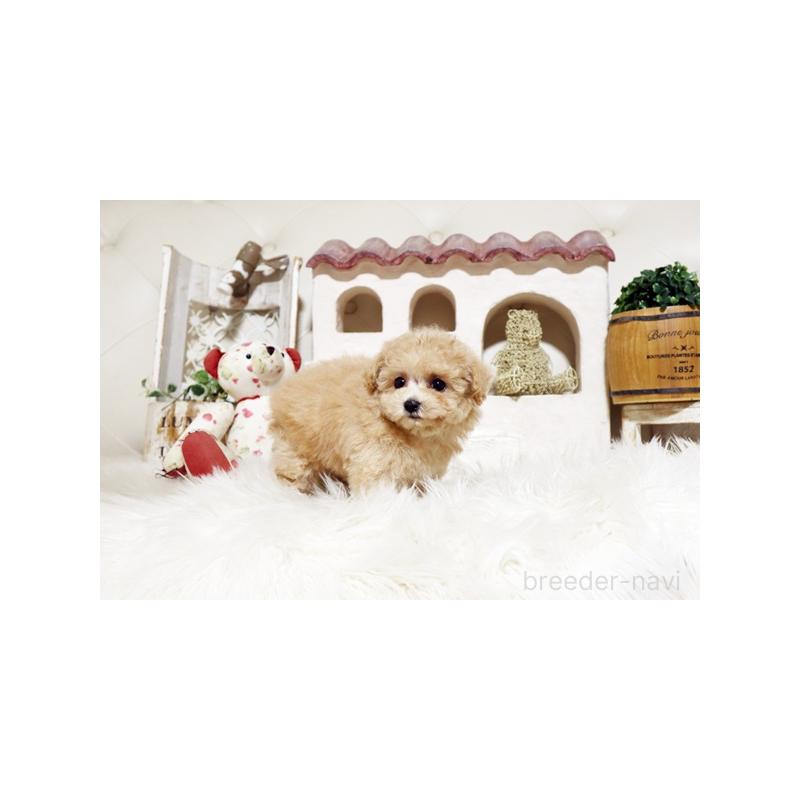 成約済の佐賀県のトイプードル-441687の4枚目