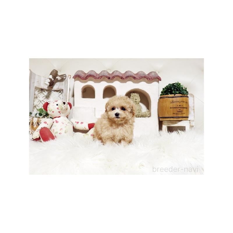 成約済の佐賀県のトイプードル-441687の3枚目