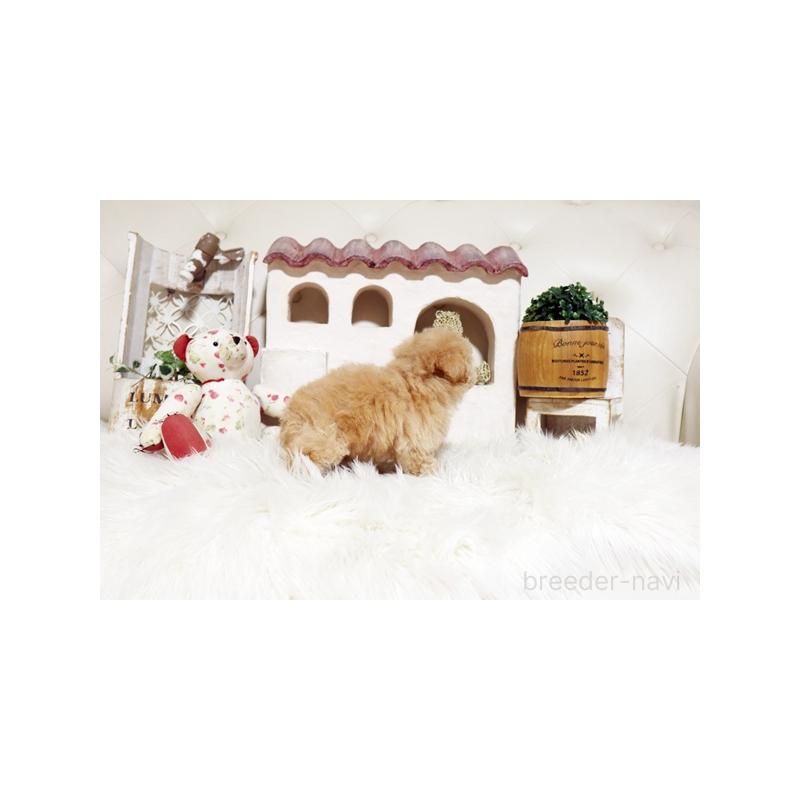 成約済の佐賀県のトイプードル-441687の2枚目