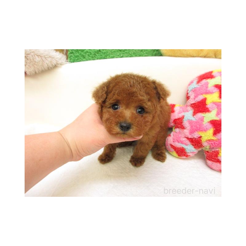 販売中の大阪府のトイプードル-441688の2枚目