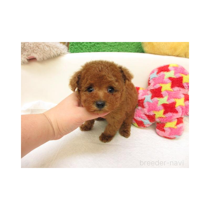 販売中の大阪府のトイプードル-441688