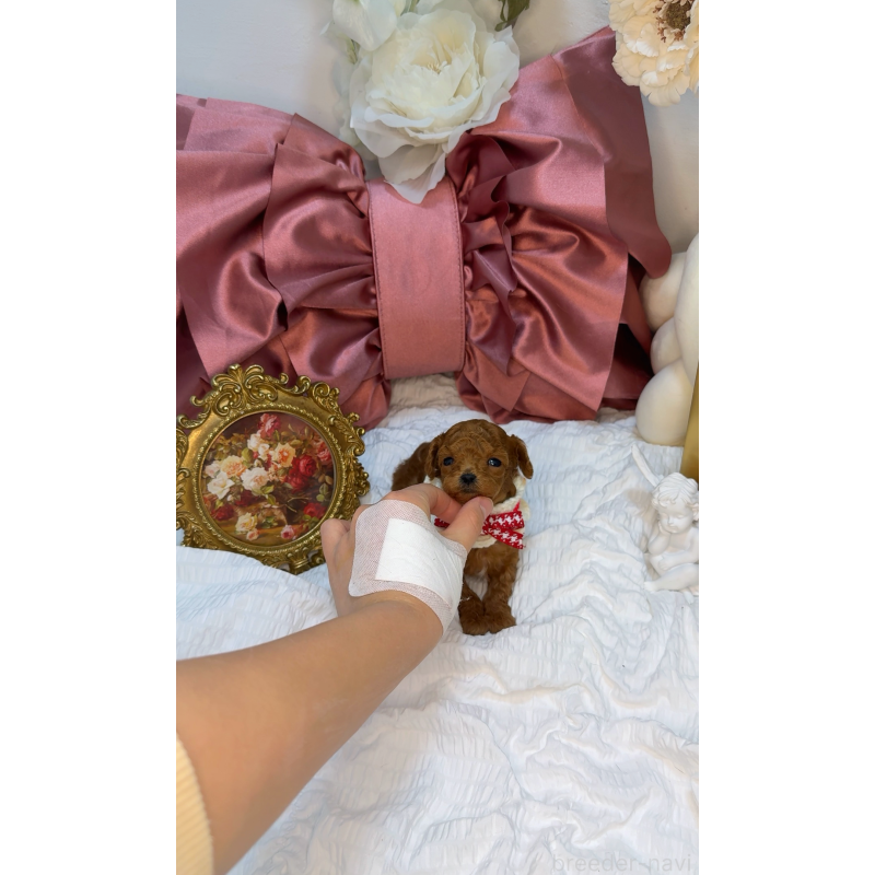 販売中の大阪府のティーカッププードル-437966の4枚目