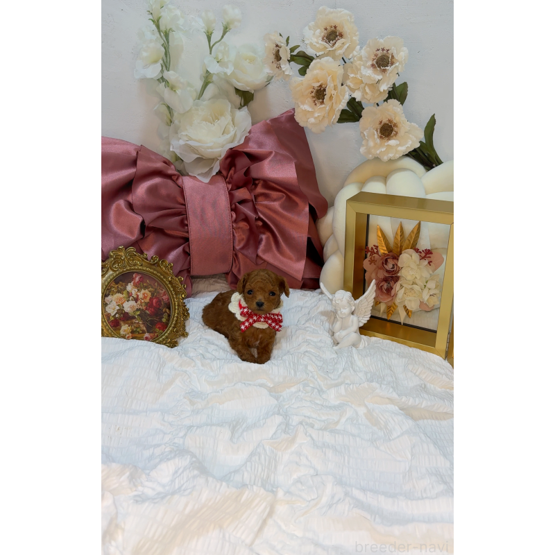 販売中の大阪府のティーカッププードル-437966の3枚目