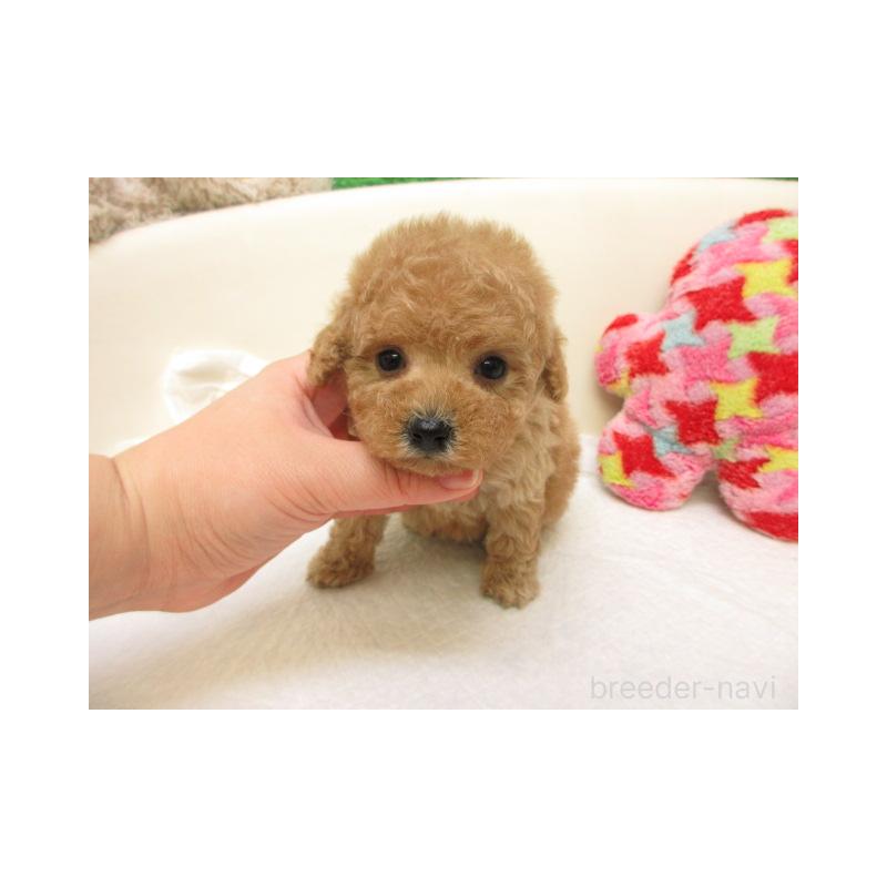 販売中の大阪府のトイプードル-441691の2枚目