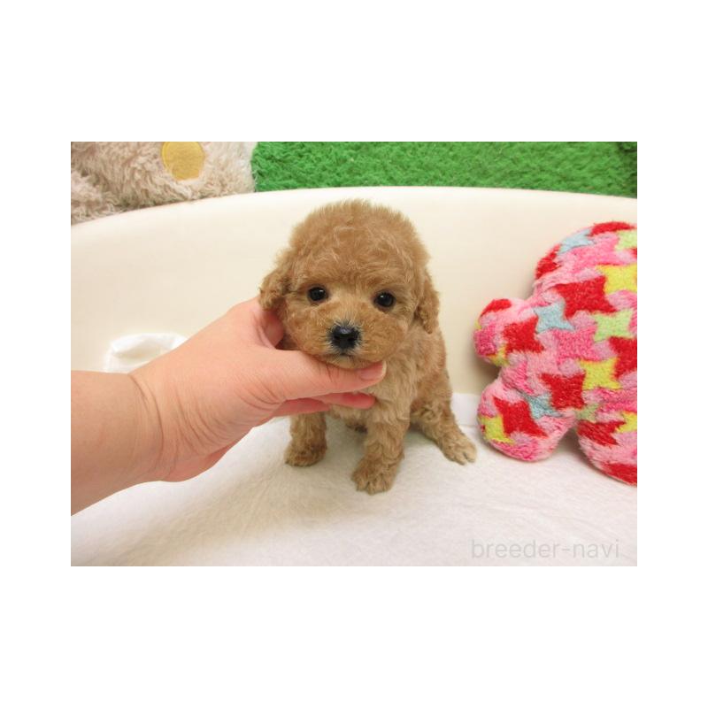 販売中の大阪府のトイプードル-441691