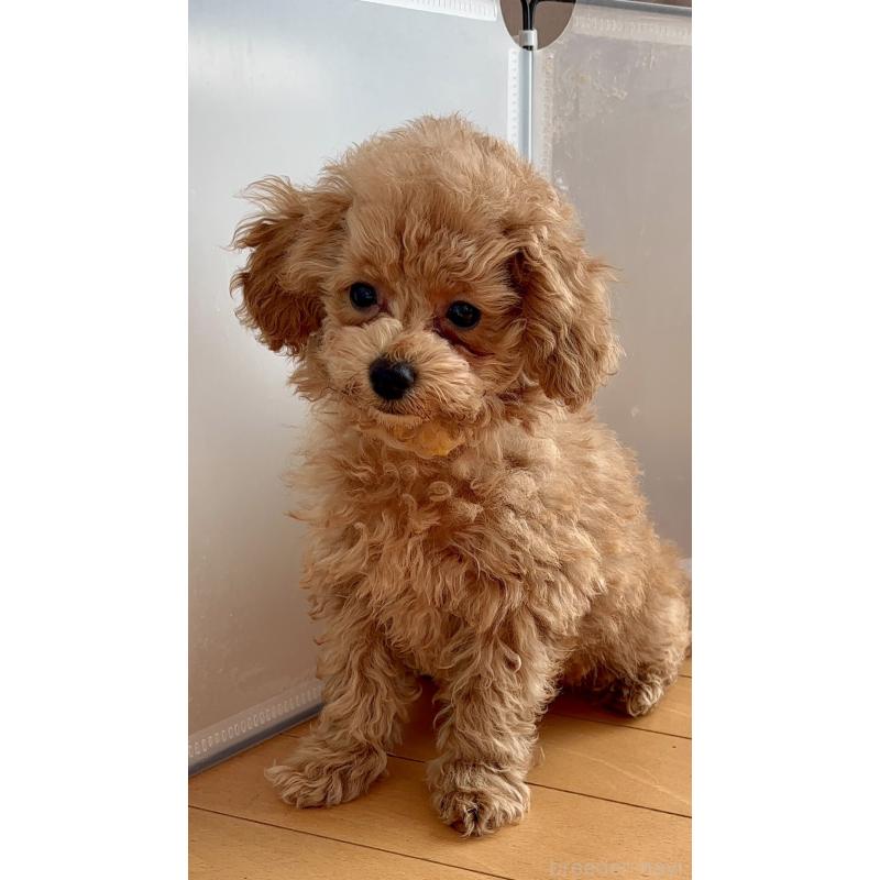 販売中の神奈川県のタイニープードル-441692