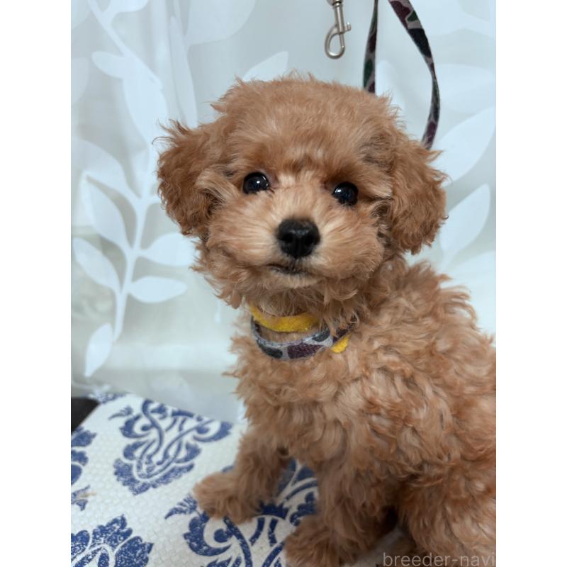 販売中の神奈川県のタイニープードル-441692の4枚目