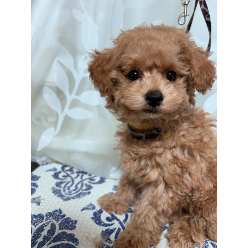 販売中の神奈川県のタイニープードル-441692の3枚目