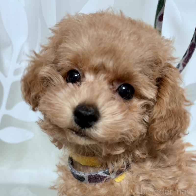 販売中の神奈川県のタイニープードル-441692の2枚目