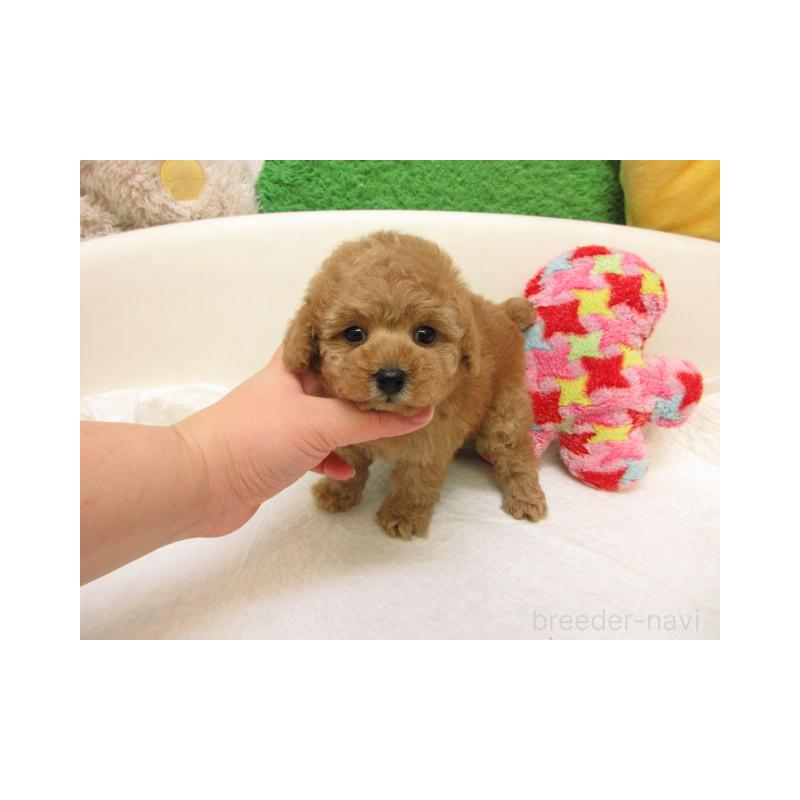 販売中の大阪府のトイプードル-441693の2枚目