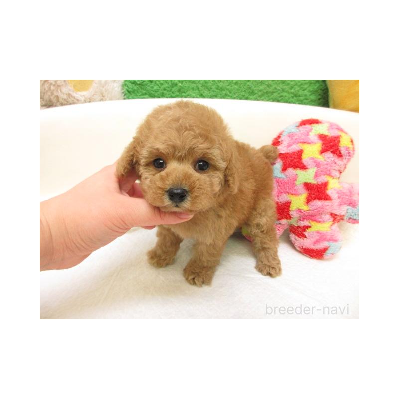 販売中の大阪府のトイプードル-441693