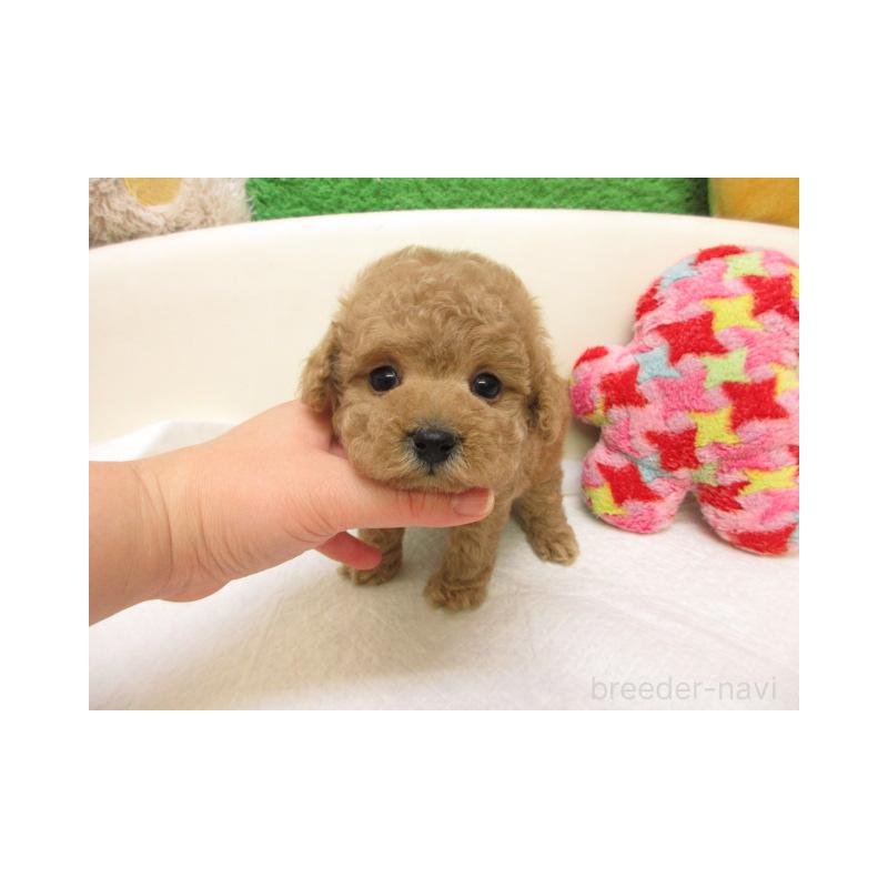 販売中の大阪府のトイプードル-441694の2枚目