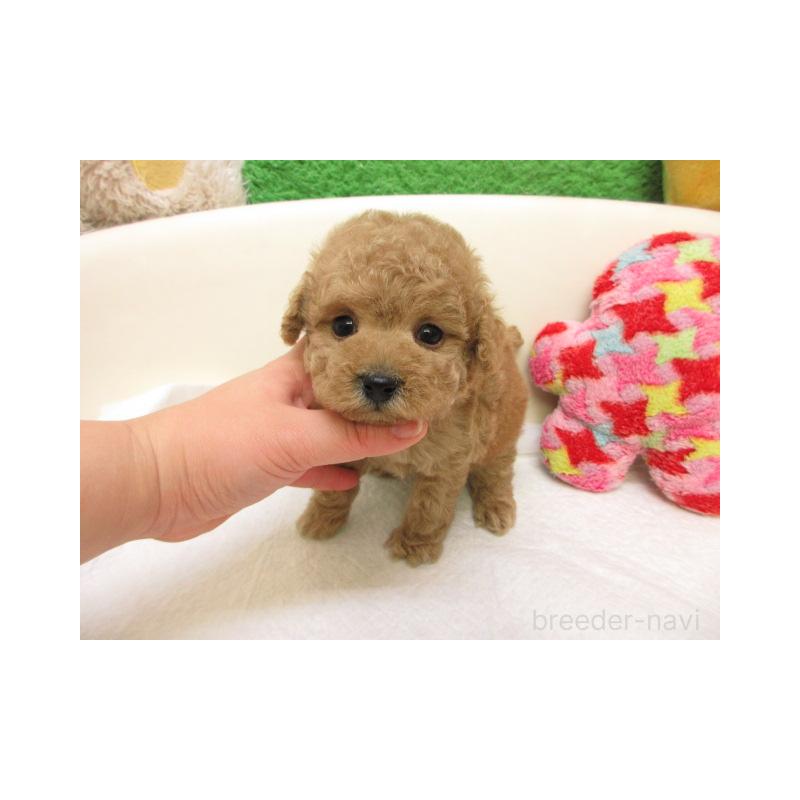 販売中の大阪府のトイプードル-441694の1枚目