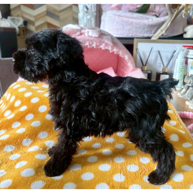 販売中の大阪府のミニチュアシュナウザー-441700の9枚目