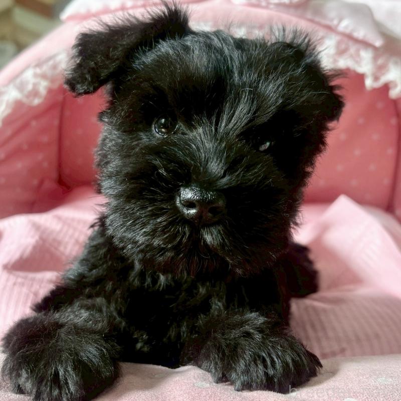 販売中の大阪府のミニチュアシュナウザー-441700の8枚目