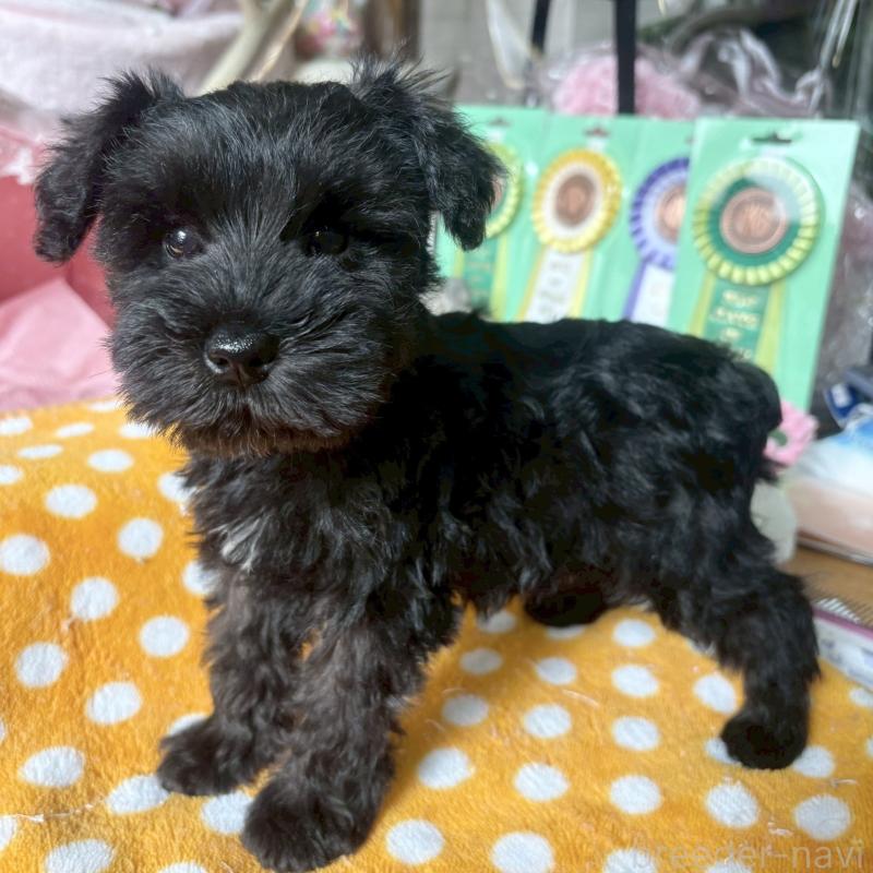 販売中の大阪府のミニチュアシュナウザー-441700の6枚目