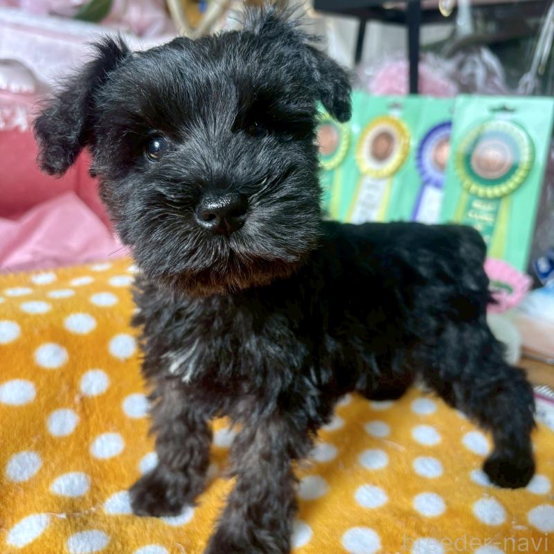 販売中の大阪府のミニチュアシュナウザー-441700の5枚目