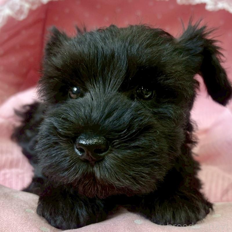 販売中の大阪府のミニチュアシュナウザー-441700の4枚目