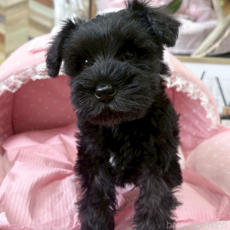 販売中の大阪府のミニチュアシュナウザー-441700の3枚目