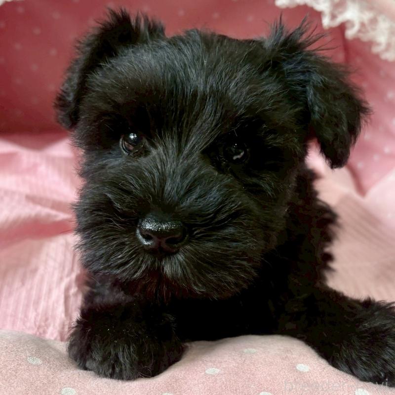 販売中の大阪府のミニチュアシュナウザー-441700