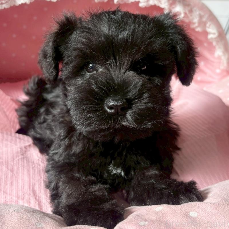 販売中の大阪府のミニチュアシュナウザー-441702の8枚目