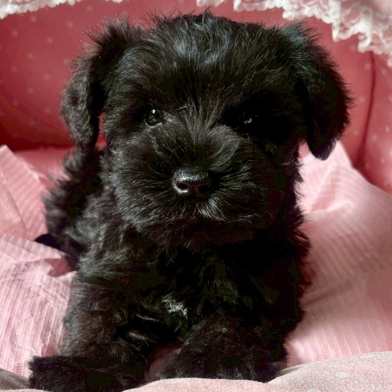 販売中の大阪府のミニチュアシュナウザー-441702の7枚目